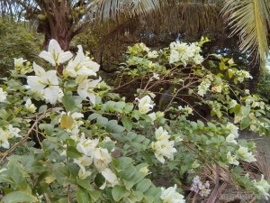 Taitung - Xiaoyeliu park flowers 2