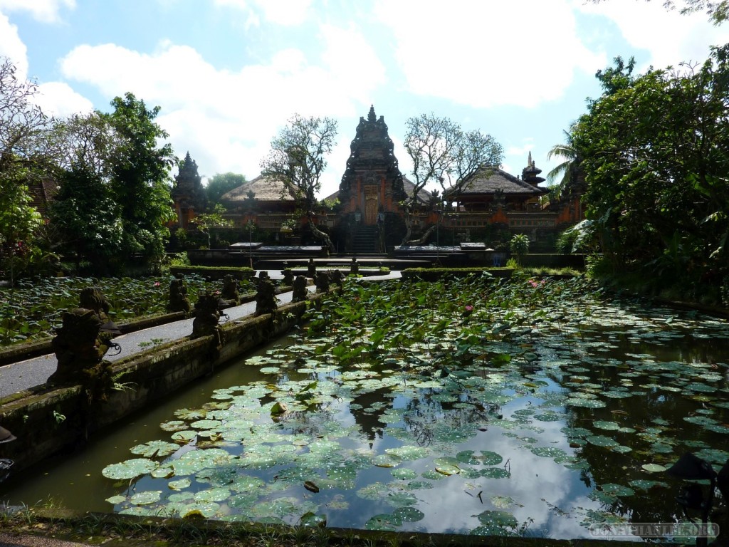 Ubud - lily pond
