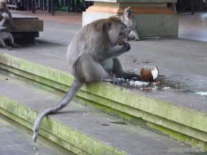 Ubud - monkey banging coconut