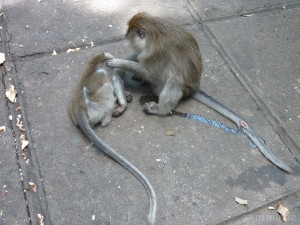 Ubud - monkey grooming