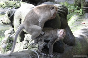 Ubud - monkey mating