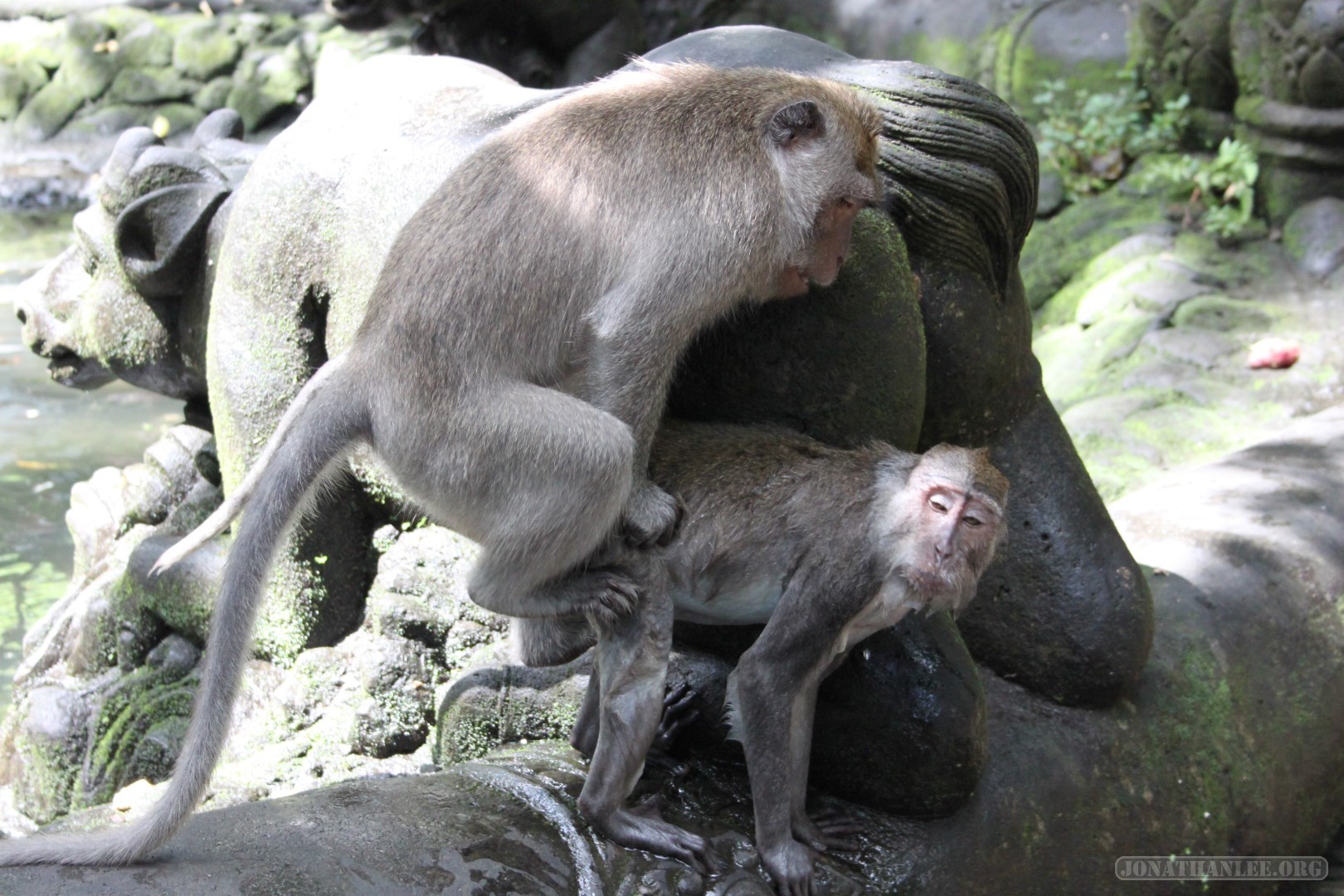 Ubud - monkey mating.