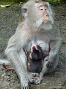 Ubud - monkey suckling young