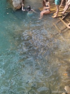 Vang Vieng - Blue Lagoon fish 2