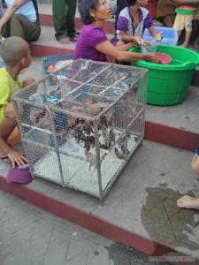 Yangon - Maha Wizaya Pagoda selling birds