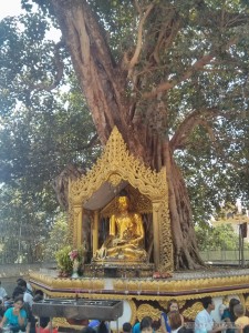 Yangon - Shwedagon pagoda bodhi tree 1