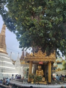 Yangon - Shwedagon pagoda bodhi tree 2