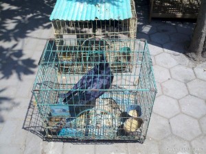 Yogyakarta - bird market crow