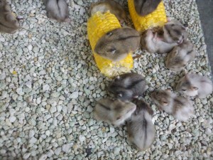 Yogyakarta - hamsters at bird market