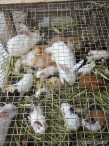 Yogyakarta - rabbits at bird market